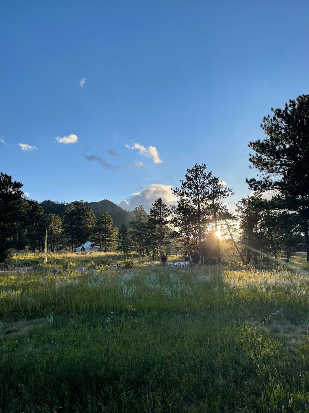 Low sun glows over a grassy mountain meadow ringed by tall pines under a blue sky with clouds.