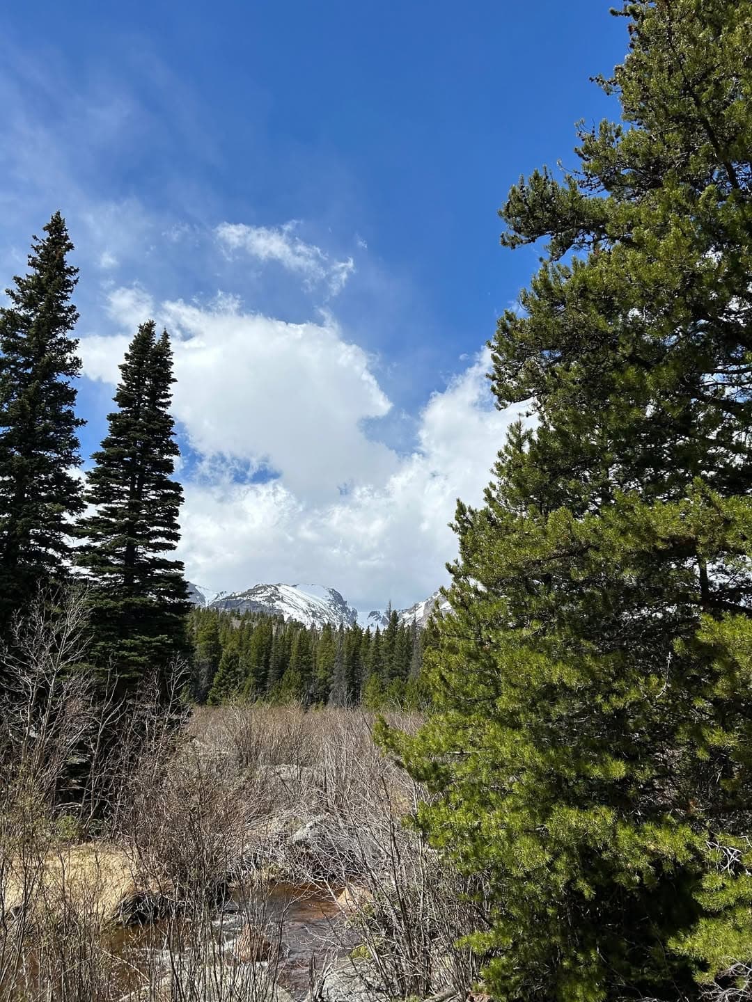 Evergreen trees and a stream beneath snowy mountains and a blue sky.