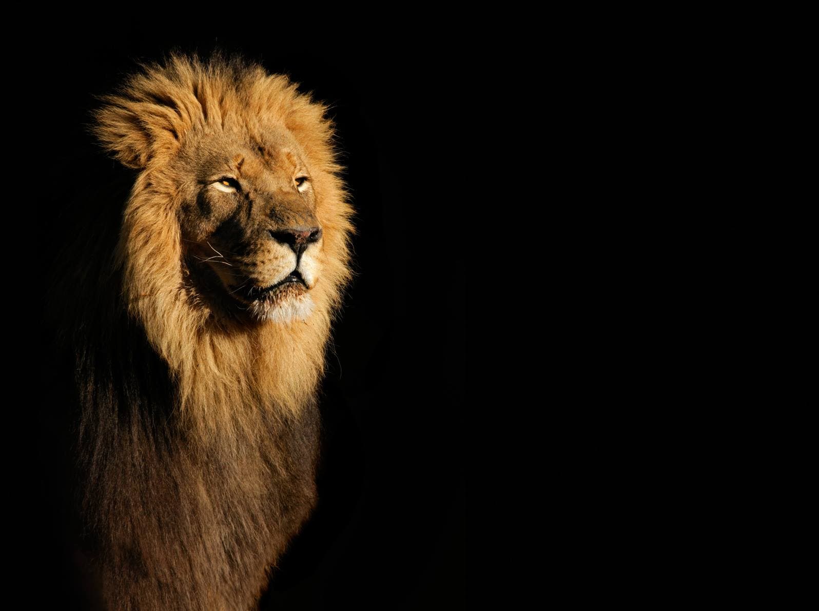 A male lion with a full mane stares ahead, lit from one side against a black background.